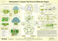 Agrisera Photosynthesis II Poster